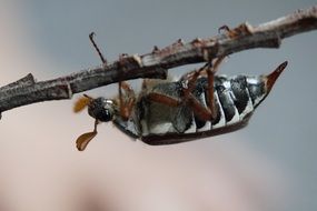 chafer on the tree twig