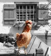 Hahn Farm Animal Male Fowl