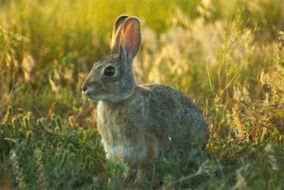 Bunny on a grass