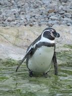 Penguin Zoo