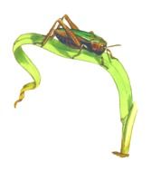 Colorful drawing of the cricket on the grass clipart