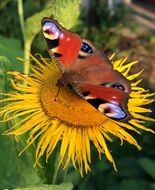 peacock butterfly on a bright yellow sunflower