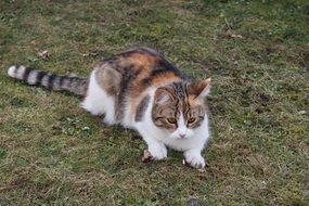 Domestic cat in spring