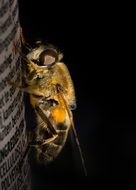 hoverfly or Syrphidae