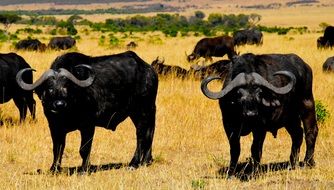 buffalos in safari