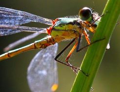 dragonfly in macro