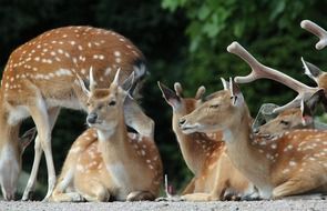 fallow deer in the wild