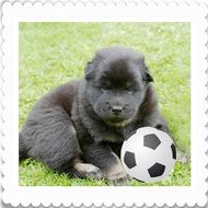 photo of a black puppy with a soccer ball