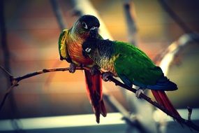 Parrot Color