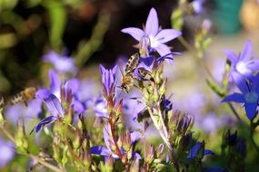 bee in the bush of purple flowers