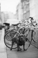 unmatched Guard Dog by Bicycle