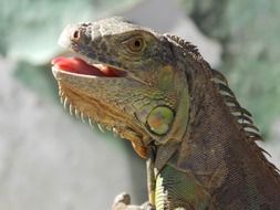 green iguana profile