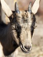 Portrait of Goat Chick Head