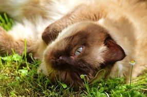 british shorthair cat lying on green grass