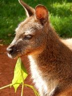 cute lovely Kangaroo
