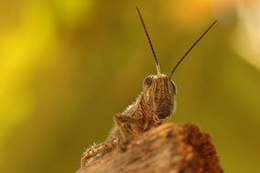 grasshopper close
