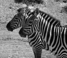 couple of zebras in black and white