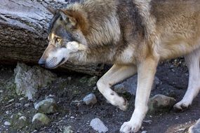 portrait of hunting wild wolf