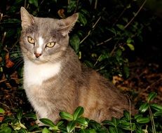 grey and white cat in the bushes