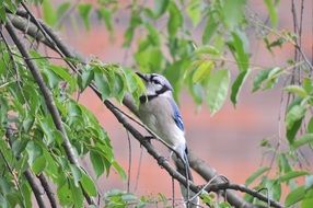 blue jay on a tree branch with green leaves