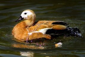 black brown duck in the lake