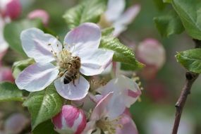 Bee on delectable Apple flower