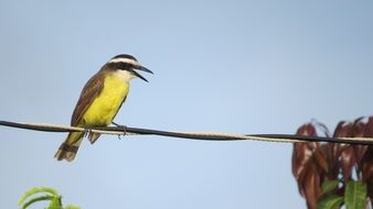 Yellow Bird Fly