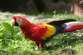 Colorful Parrot on green grass