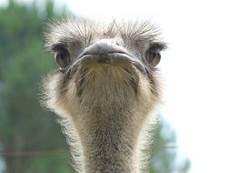 Ostrich's attentive glance