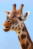 photo of spotted giraffe head