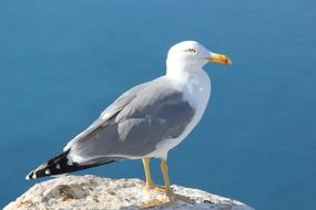 Seagull on rock at sea