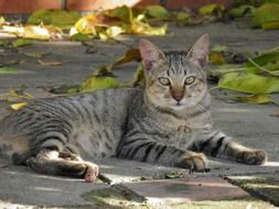 street Cat