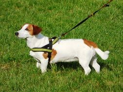 dog on a leash in a green meadow