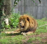 resting lion in the zoo