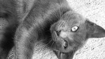 Grey cat is lying in black and white background