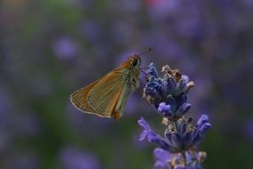 butterfly on a purple flower in nature