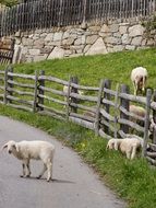 lambs in the pasture near the wooden fence
