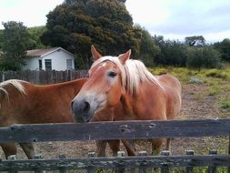 brown horses on a ranch