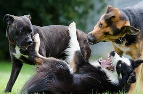 group of puppies playing outdoor