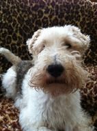 the fox terrier lies on a leopard bedspread