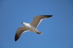 seagull in the blue sky on a sunny day