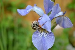 insect on purple iris