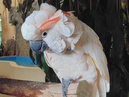 White parrot in wildlife