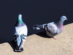 pair of gray pigeons in the bright sun