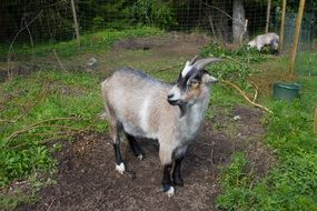 unmatched Goat Swedish Farm