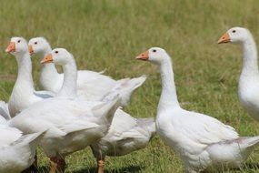 White domestic geese on the grass