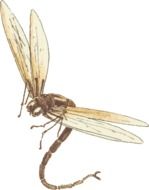 drawing of big dragonfly