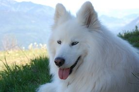 sled dog