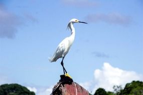 white heron on top of a stone