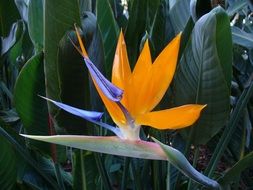 bird of paradise flower in the garden